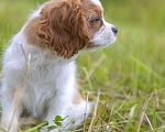 Собаки в Волгореченске: Bentley The most beautiful  Мальчик, 75 000 руб. - фото 2