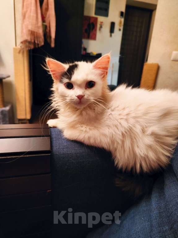 Кошки в Люберцах: Манчкин разноглазый  Мальчик, 1 000 руб. - фото 2