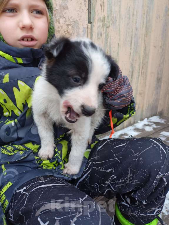 Собаки в других городах Свердловской области:  Щенки в добрые руки Мальчик, Бесплатно - фото 2