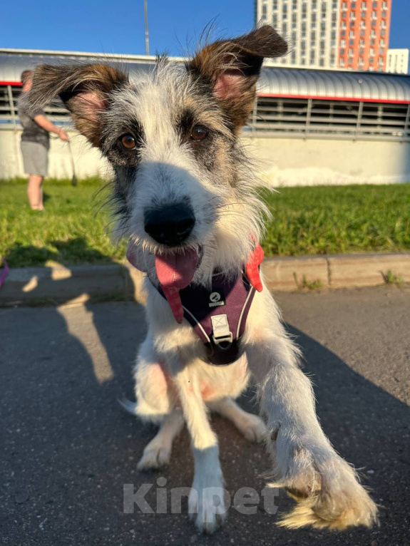 Собаки в Москве: 🐾 Москва и МО. Ищет дом Соня — самая нежная девочка 🐾 Девочка, Бесплатно - фото 2