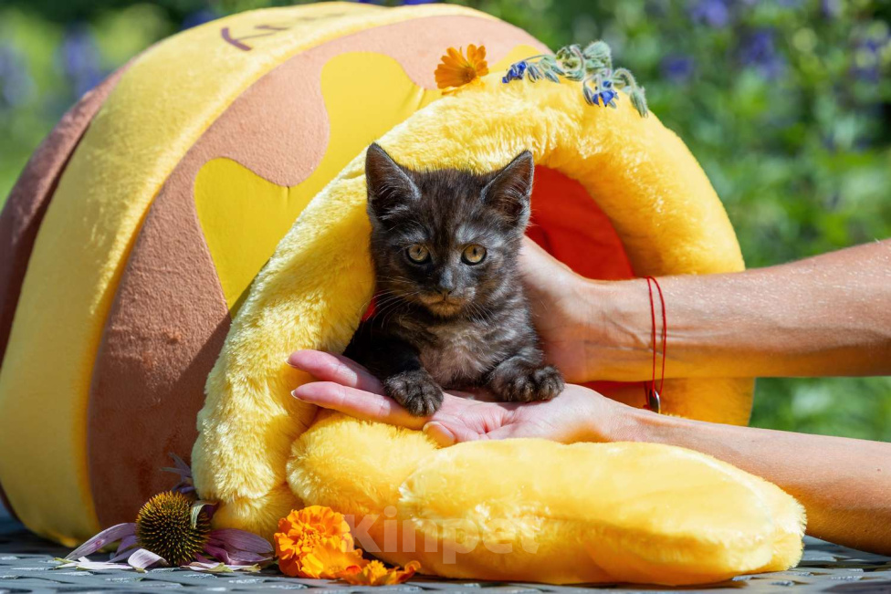 Кошки в Москве: Кошечка 3 месяца Девочка, 500 руб. - фото 4