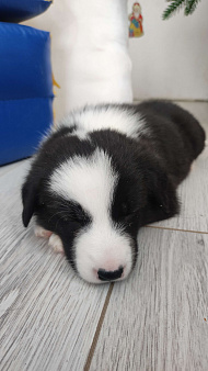 Бордер колли митис (красавчек 3)