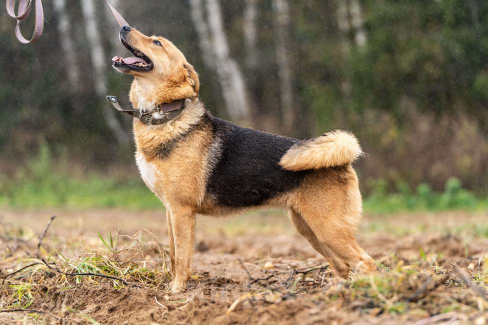 Собаки в Клине: Лана - светлая и нежная собачка Девочка, Бесплатно - фото 5