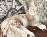 Кошки в других городах Ленинградской области: мейн кун котенок Мальчик, Бесплатно - фото 1