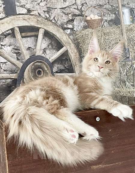 Кошки в других городах Ленинградской области: мейн кун котенок Мальчик, Бесплатно - фото 1