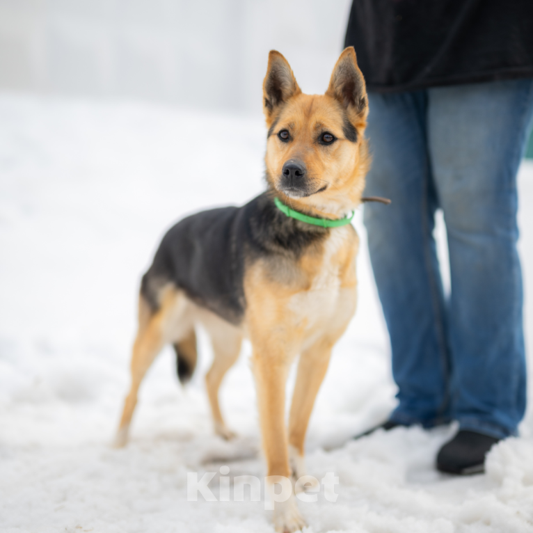 Собаки в Москве: Тина Девочка, Бесплатно - фото 1