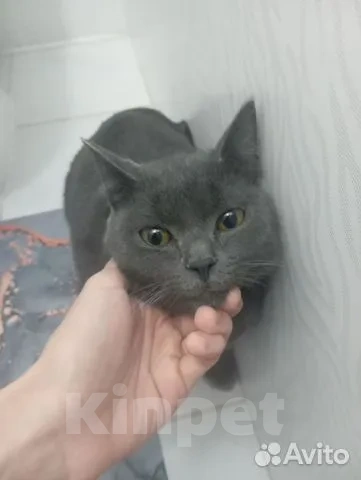 Кошки в Ханты-Мансийске: Шотландский прямоухий длинношёрстный, взрослый кот Мальчик, Бесплатно - фото 6