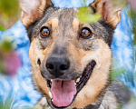 Собаки в Солнечногорске: Собака-улыбка из приюта в добрые руки Девочка, Бесплатно - фото 2