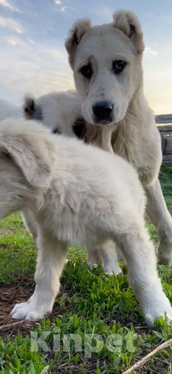 Собаки в Самаре: Щенок кобель САО на продажу Мальчик, 50 000 руб. - фото 5