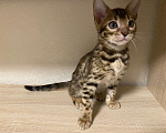Кошки в других городах Московской области: Бенгальский котенок Мальчик, 17 000 руб. - фото 2