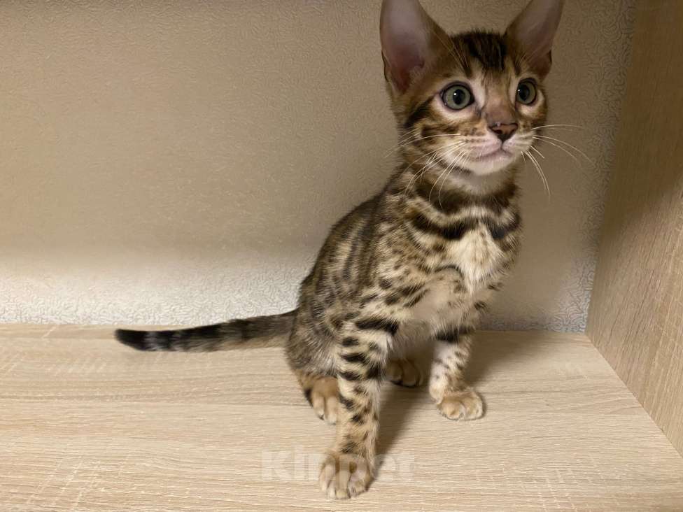 Кошки в других городах Московской области: Бенгальский котенок Мальчик, 17 000 руб. - фото 2