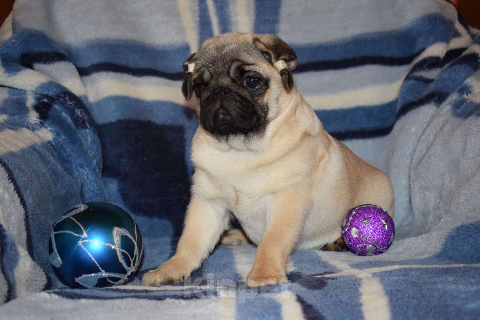 Собаки в Пскове: Красивый щенок мопса девочка 4 месяца Девочка, 50 000 руб. - фото 2