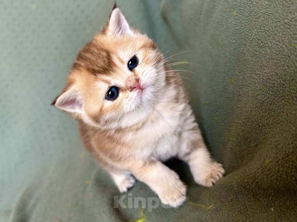 Кошки в Москве: Девочка Золотая плюшевая шиншилла Девочка, 25 000 руб. - фото 2