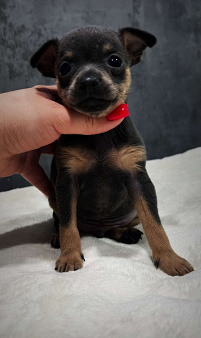 Щенок русского тоя