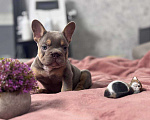 Собаки в Москве: Французский бульдог мальчик Мальчик, 100 000 руб. - фото 4