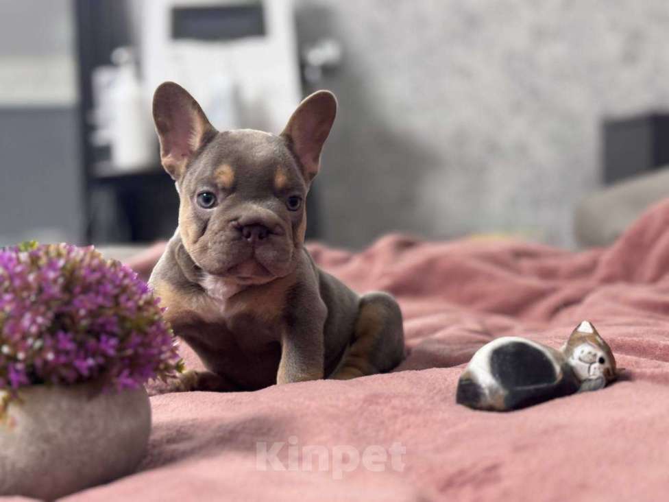 Собаки в Москве: Французский бульдог мальчик Мальчик, 100 000 руб. - фото 4