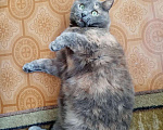 Кошки в Барыше: Кошечка стерилизована, Бесплатно - фото 1