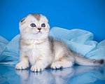 Кошки в Санкт-Петербурге: Серебристый скоттиш-фолд Мальчик, 45 000 руб. - фото 1