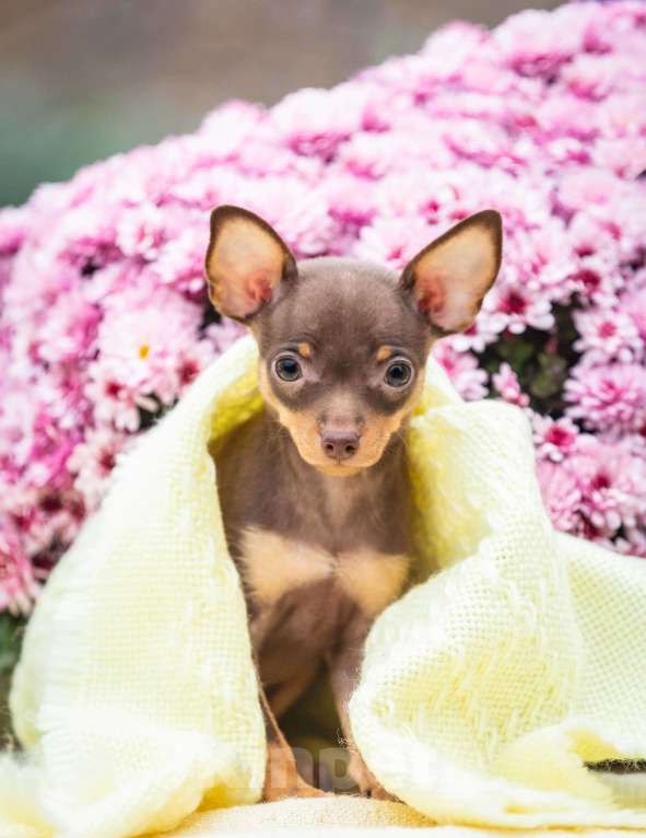 Собаки в Ростове-на-Дону: Щенки той-терьер от титулованных родителей Мальчик, Бесплатно - фото 1