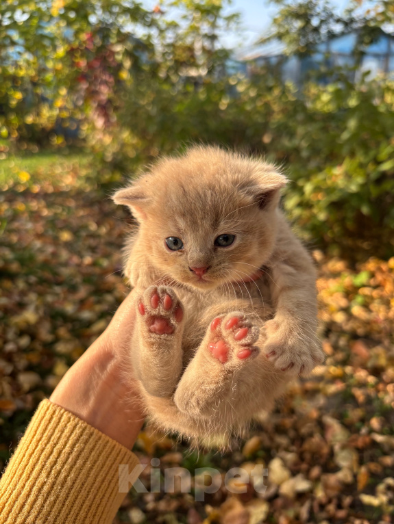 Кошки в Калаче: Отдам котят в добрые руки Мальчик, Бесплатно - фото 1