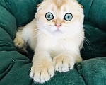 Кошки в Санкт-Петербурге: золотая шиншилла кошечка Девочка, 35 000 руб. - фото 3