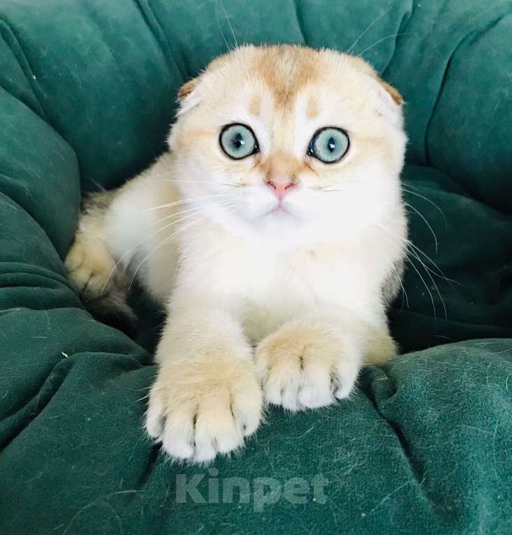 Кошки в Санкт-Петербурге: золотая шиншилла кошечка Девочка, 35 000 руб. - фото 3