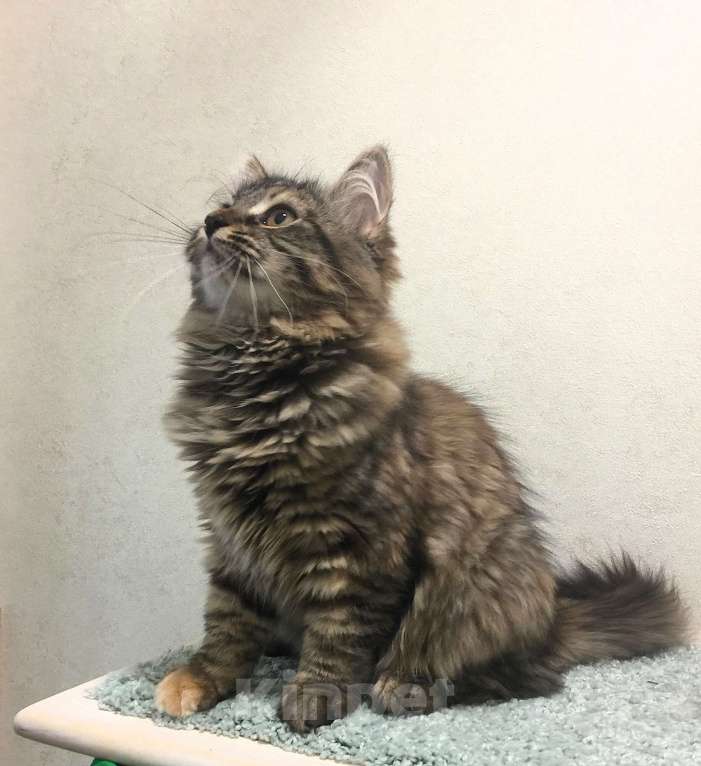 Кошки в Санкт-Петербурге: Сибирский котенок, кошка Девочка, 45 000 руб. - фото 2