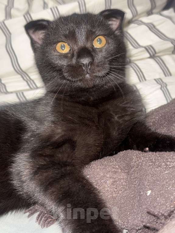 Кошки в Новосибирске: Темный шоколад , шотландский вислоухий Мальчик, 5 000 руб. - фото 3