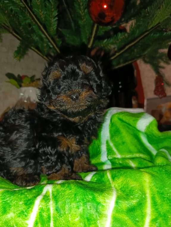 Собаки в Мытищах: Мальчик красавец Мальчик, 65 000 руб. - фото 4