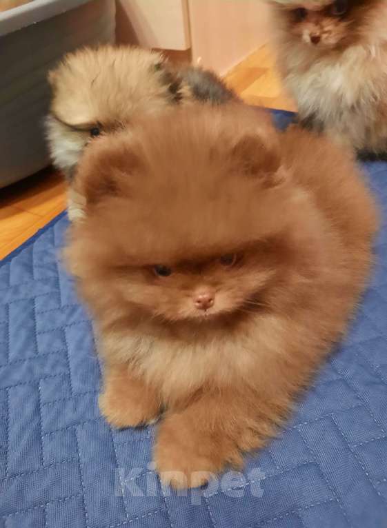 Собаки в Перми: Пермь Мальчик, 40 000 руб. - фото 2