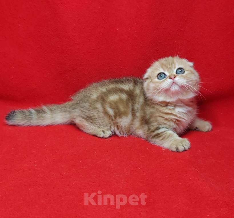 Кошки в Москве: Золотая мраморная девочка Девочка, 40 000 руб. - фото 9