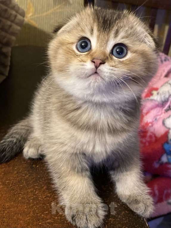 Кошки в Москве: Ясон Мальчик, 45 000 руб. - фото 2