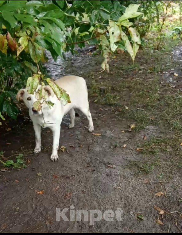 Собаки в Казани: Юлька) Девочка, Бесплатно - фото 5