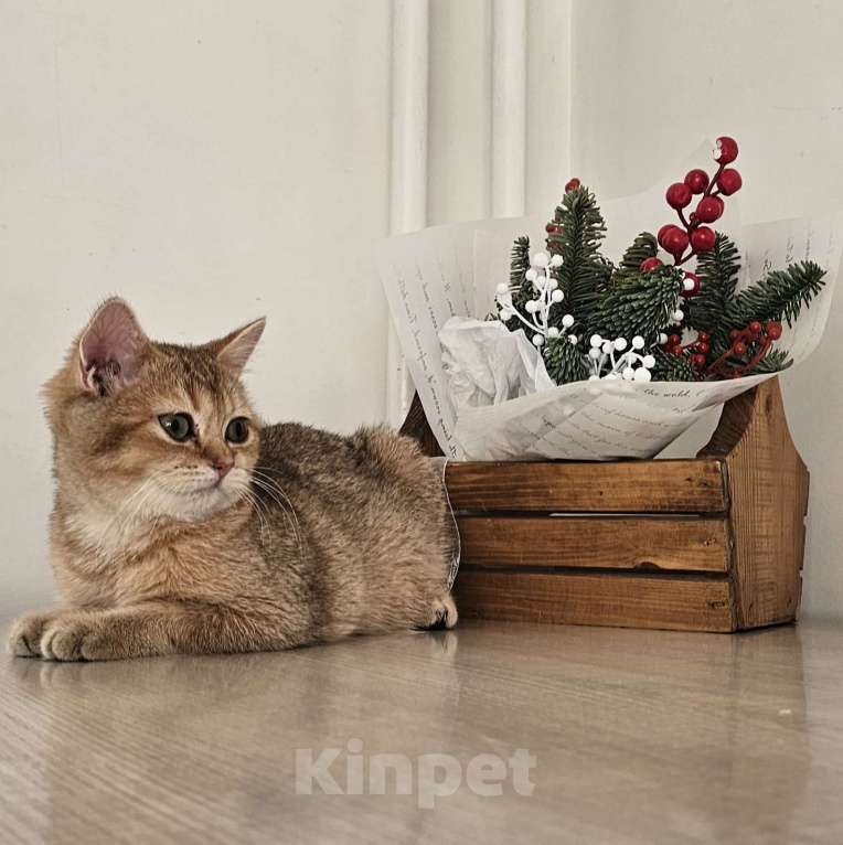 Кошки в Красноярске: Британская золотая шиншилла Окси Девочка, 40 000 руб. - фото 3