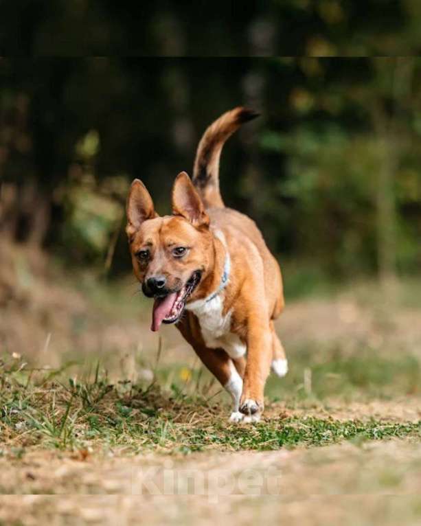 Собаки в других городах Московской области: Арчи солнышко ищет семью Мальчик, Бесплатно - фото 4