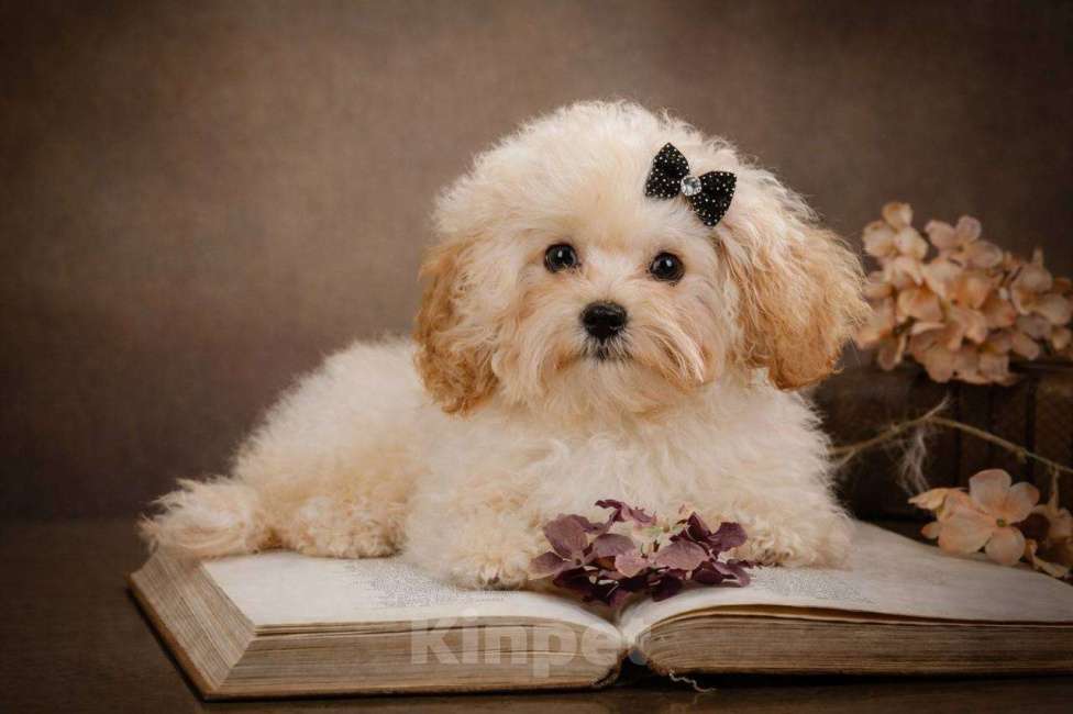 Собаки в Москве: бишон пушон Девочка, 70 000 руб. - фото 2