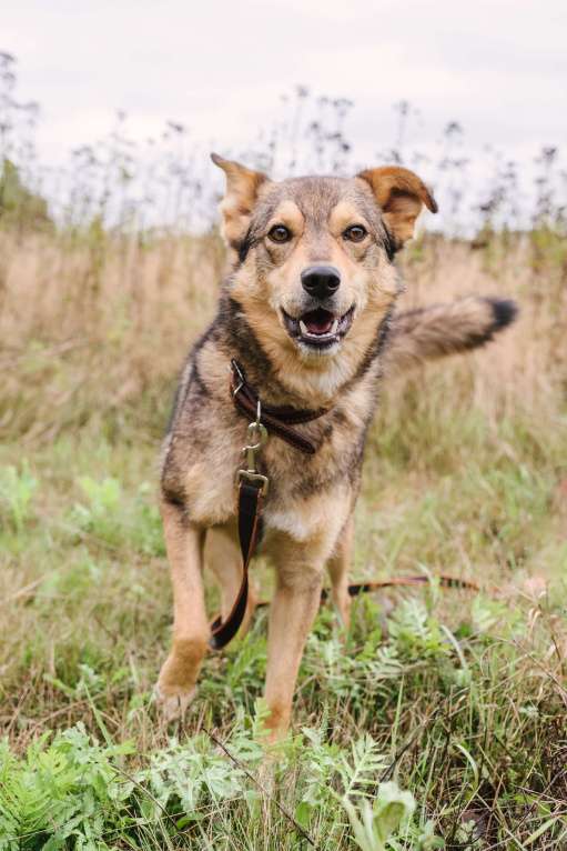 Собаки в Москве: Персей, идеальный компаньон Мальчик, Бесплатно - фото 2
