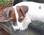 Собаки в Уфе: Джек рассел терьер Мальчик, Бесплатно - фото 1