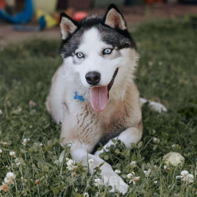 Собаки в Москве: Вольта бросили хозяева Мальчик, Бесплатно - фото 2