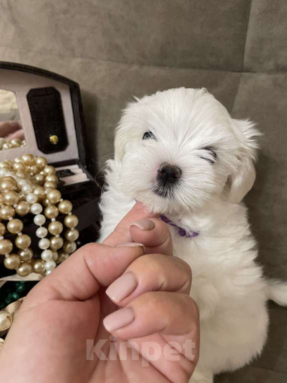 Собаки в Сочи: Очаровательная девочка мальтезе  Девочка, 150 000 руб. - фото 4
