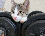 Кошки в Краснодаре: Отдаем котенка в хорошие руки!  Мальчик, Бесплатно - фото 1