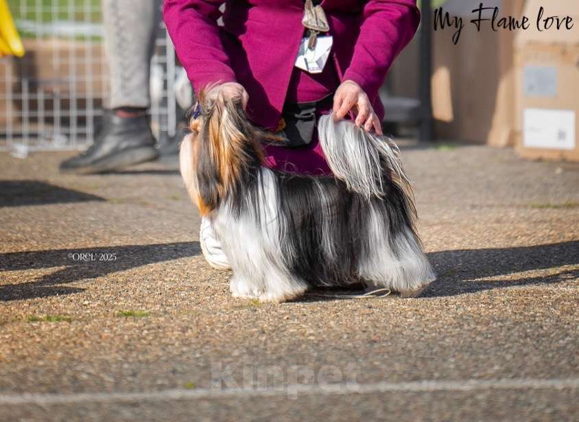Собаки в Краснодаре: Высокопородный Чемпион для вязки Мальчик, Бесплатно - фото 3