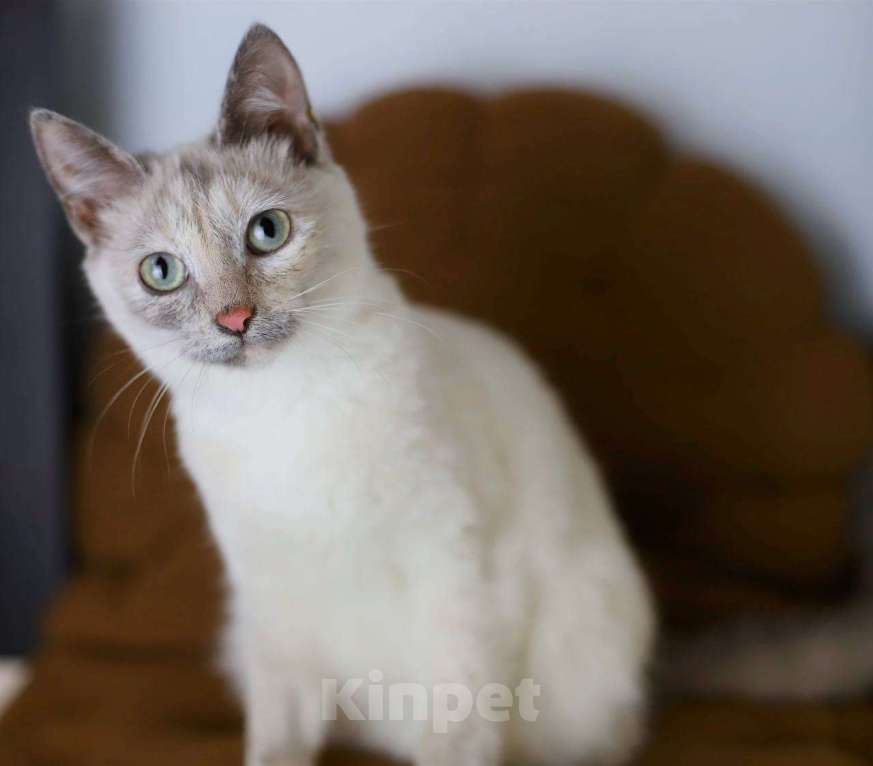 Кошки в Балашихе: Айоли Девочка, Бесплатно - фото 5