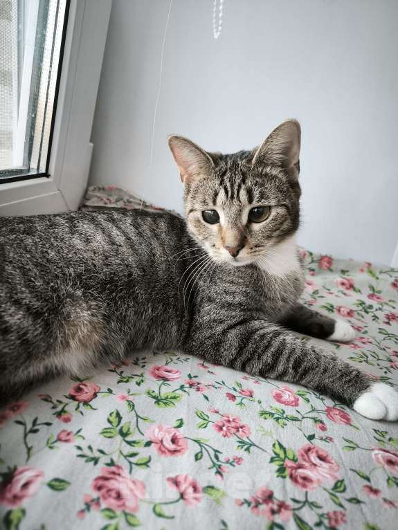 Кошки в Санкт-Петербурге: Ясенька 8 мес очень хорошая кошечка Девочка, Бесплатно - фото 3