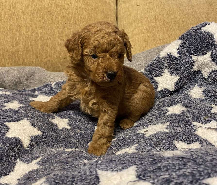 Собаки в Санкт-Петербурге: Шикарный мальчик той пудель ред броун Мальчик, Бесплатно - фото 1