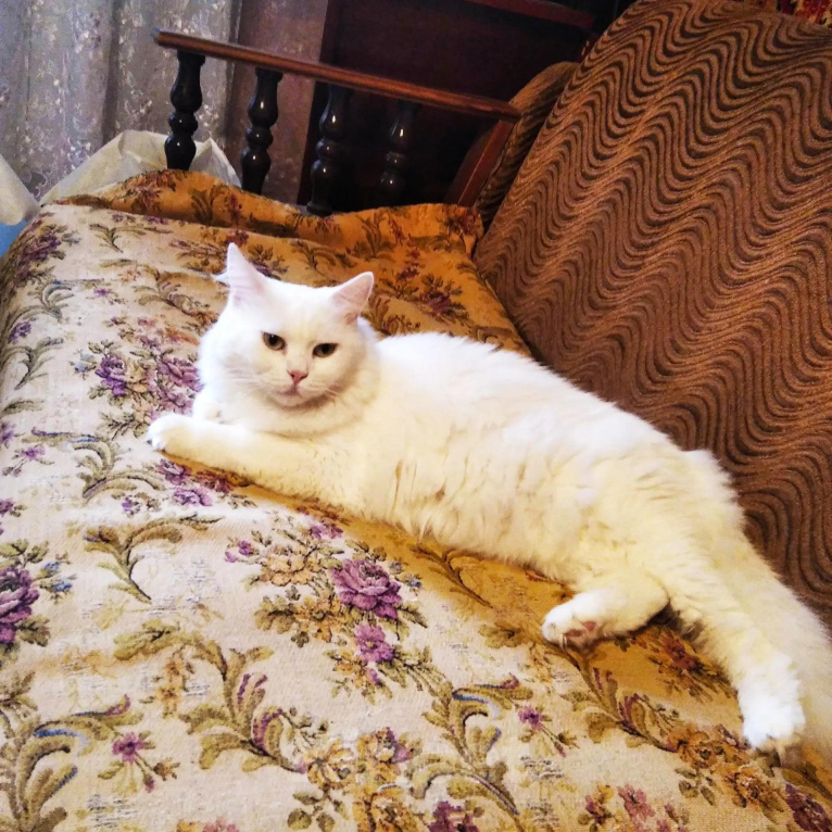 Кошки в Ростове-на-Дону: Кошечка ищет дом Девочка, Бесплатно - фото 1