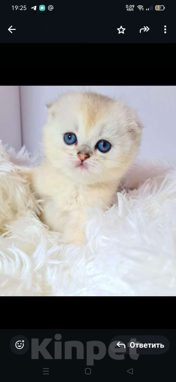 Кошки в Краснодаре: Продаю котят шотландской серебряной  шиншиллы Мальчик, 35 000 руб. - фото 5