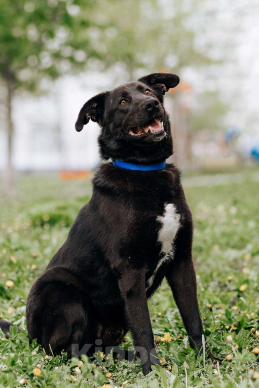 Собаки в Москве: Вокер Мальчик, Бесплатно - фото 5