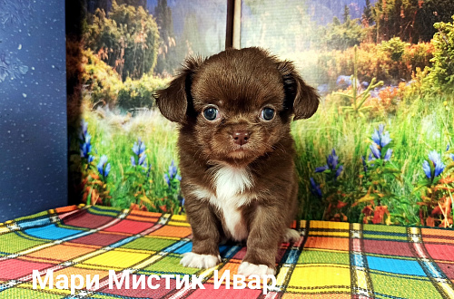 Мари Мистик Ивар кукольный мальчик чихуахуа