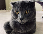 Кошки в Иркутске: Отдам в добрые ручки котика Мальчик, Бесплатно - фото 1